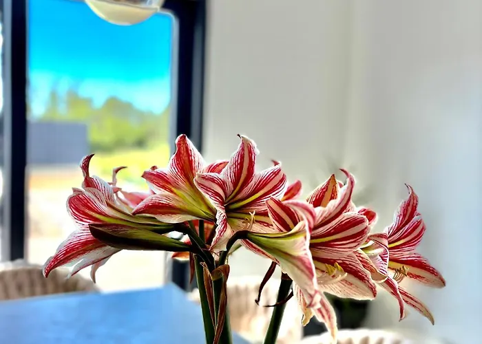 Podversie ヴィラ *